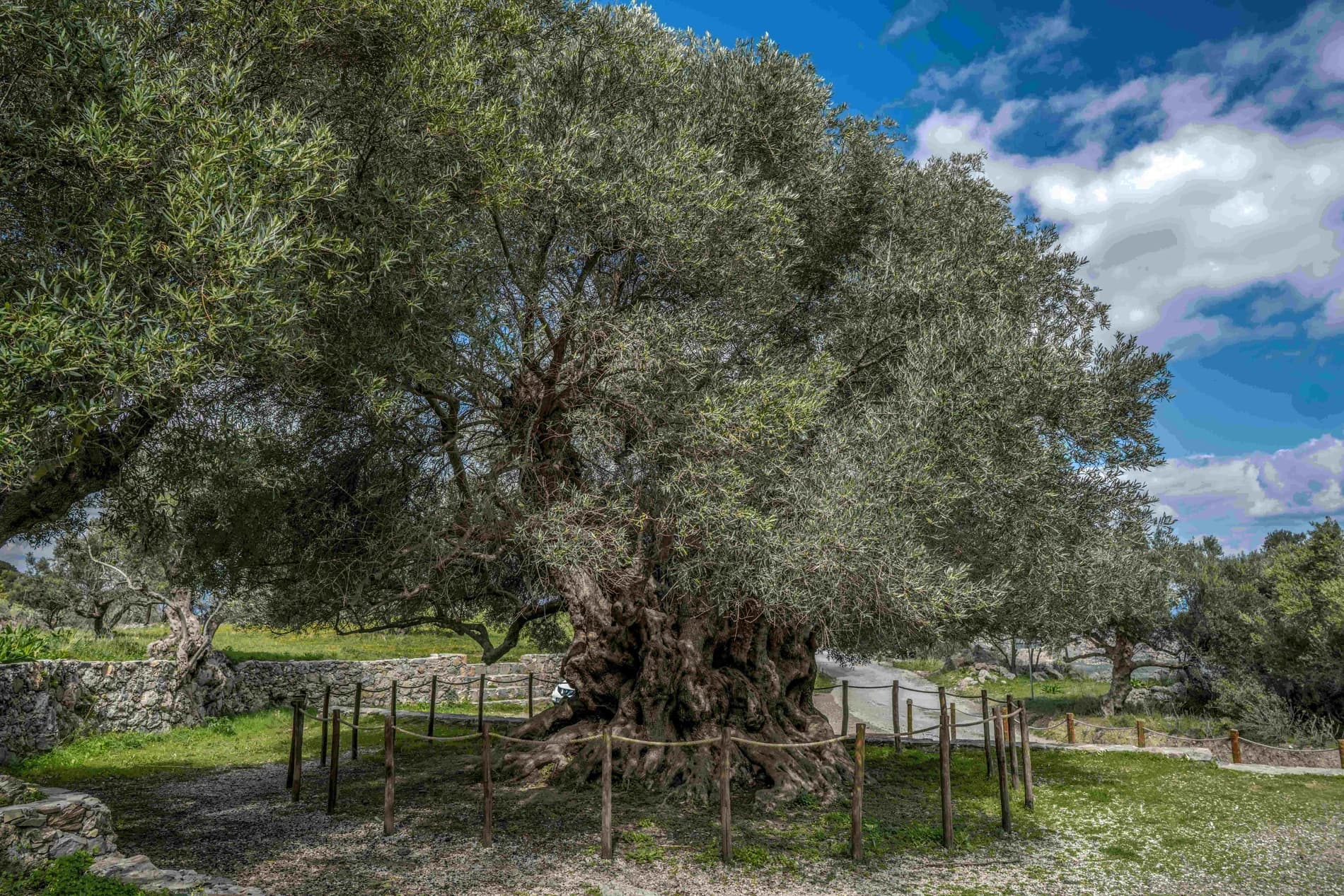 The ancient Azorias olive tree near Kavousi